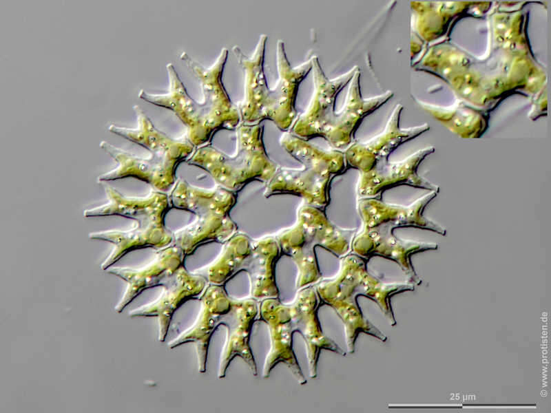 صورة Parapediastrum E. Hegewald 2005