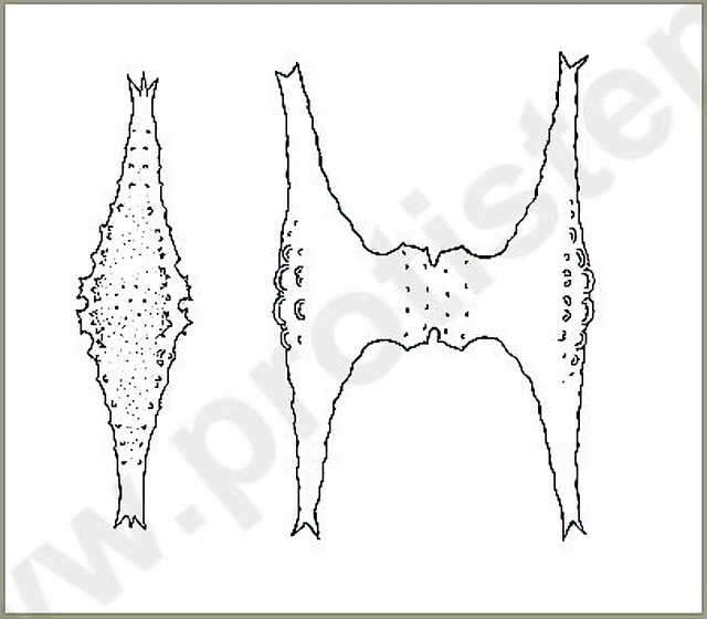 Image of Staurastrum johnsonii West & G. S. West 1896