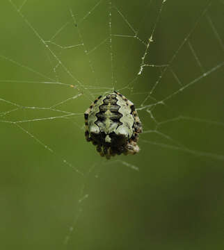 Image of Giant Lichen Orbweaver