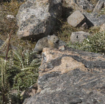 Image of Ochotona subgen. Pika Lacépède 1799