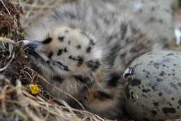 Image of European Herring Gull