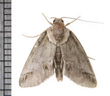 Image of Baileya Moths