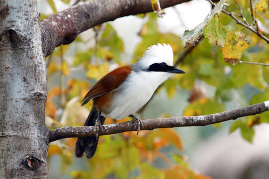 Image of White-crested Laughingthrush