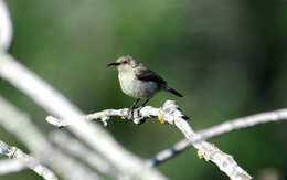 Image of Palestine Sunbird