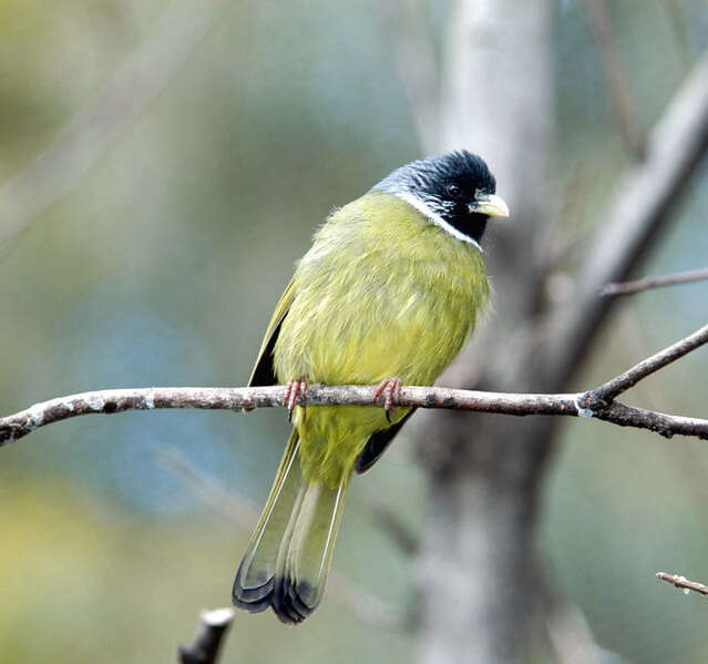 Image de Bulbul à semi-collier