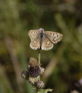 Image of Lycaena