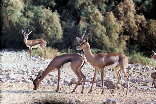 Image of Mountain Gazelle