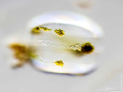 Image of Coscinodiscus concinnus