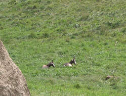 Image of Blesbok