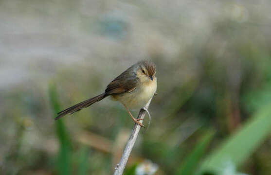 Plancia ëd Prinia inornata Sykes 1832