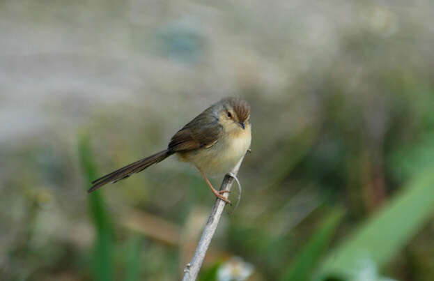 Image de Prinia simple