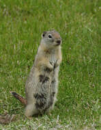 Image of Belding's ground squirrel