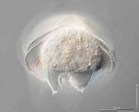 Image of Protoperidinium pellucidum