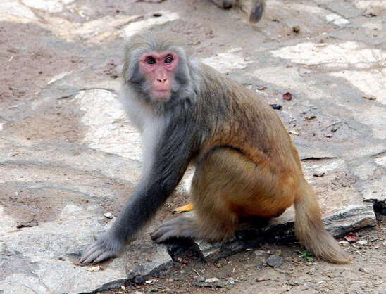 Image of Rhesus Monkey