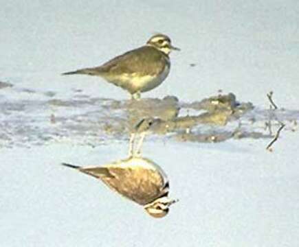 Слика од Charadrius vociferus Linnaeus 1758