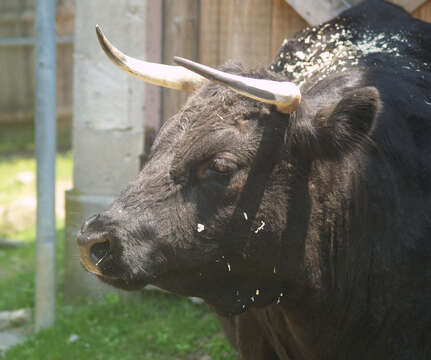 Bos taurus Linnaeus 1758的圖片