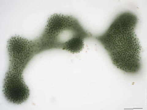 Image de Microcystis aeruginosa