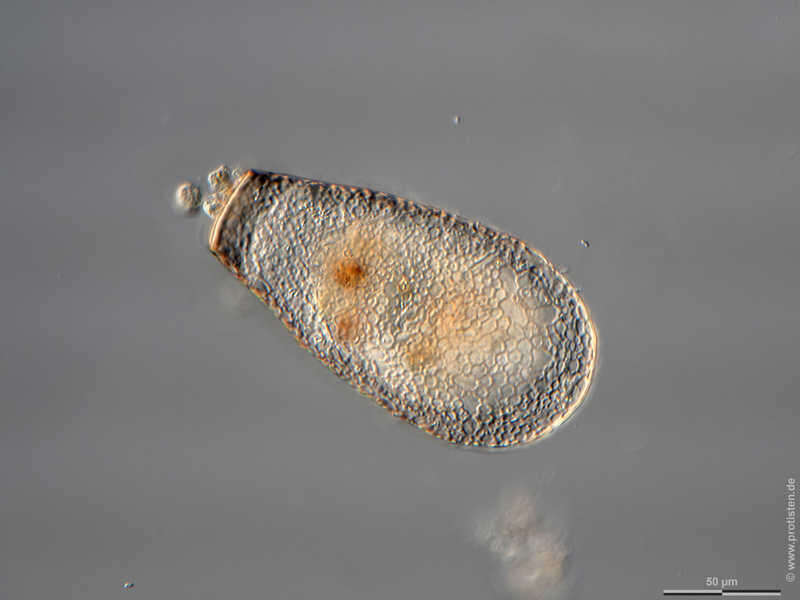 Image of Longinebela penardiana