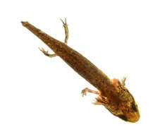 Image of mole salamanders