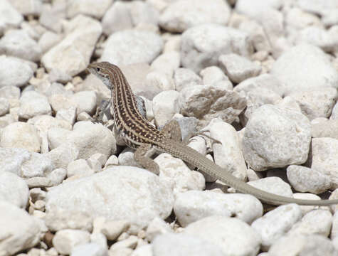 Image of Aspidoscelis Fitzinger 1843