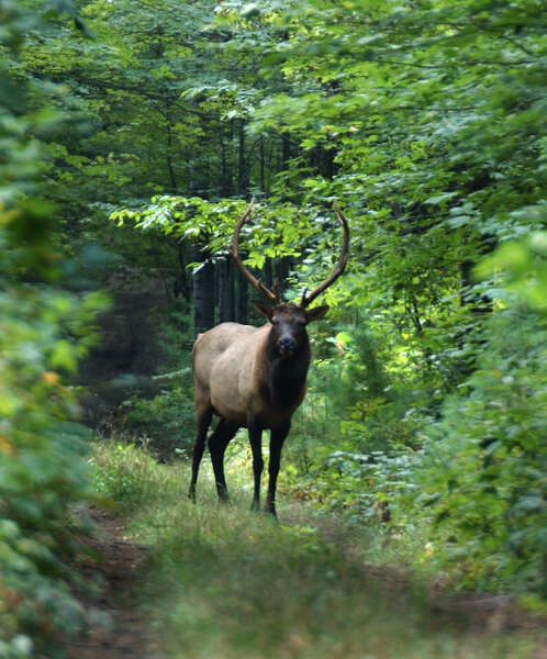 Image of Red Deer