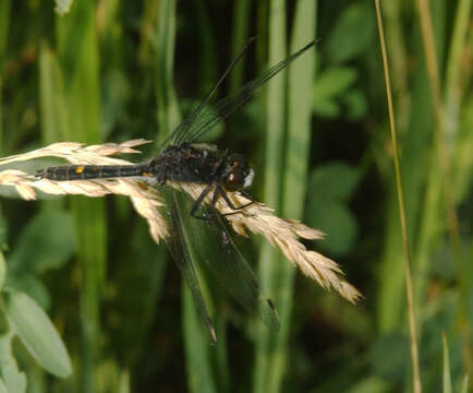 Image of Dot-tailed Whiteface