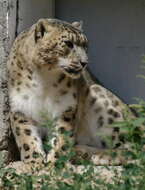 Image of Snow leopard