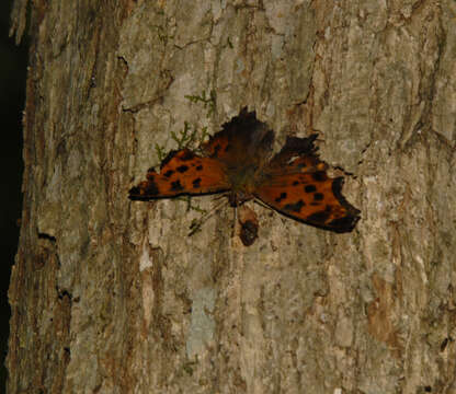 Sivun Polygonia interrogationis Fabricius 1798 kuva