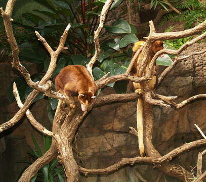 Image of Tree-kangaroo