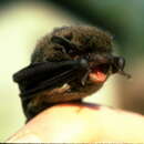 Image of Indian pygmy pipistrelle