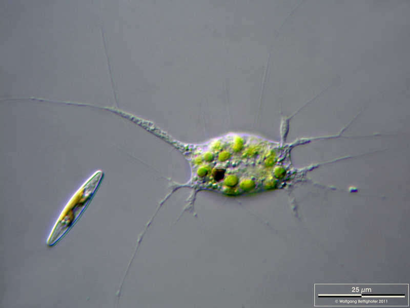 Image de Chlamydomyxa labyrinthuloides