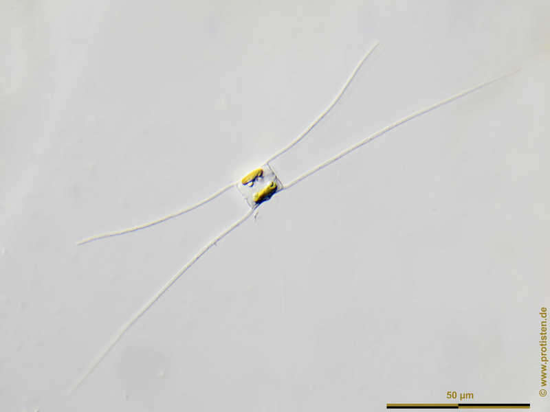 Image of Chaetoceros simplex