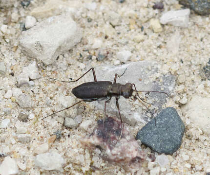 Слика од Cicindela (Cicindelidia) punctulata G. A. Olivier 1790