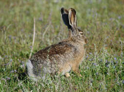 Plancia ëd Lepus oiostolus Hodgson 1840