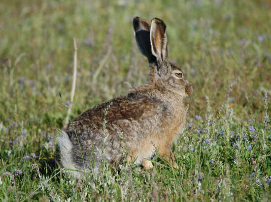 Image of Woolly Hare