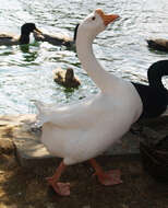 Image of Swan Goose