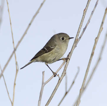 Image of Ruby-Crowned Kinglet