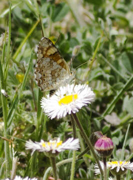 Plancia ëd Phyciodes pulchella