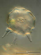 Image of Arcella hemisphaerica