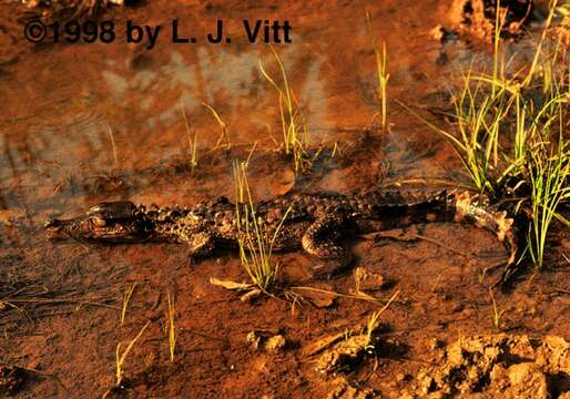 Image of Smooth-fronted Caimans