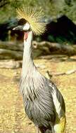 Image of Grey Crowned Crane