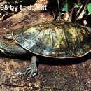 Image of Cotinga River Toadhead Turtle