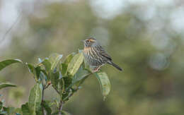 Image of Rufous-breasted Accentor