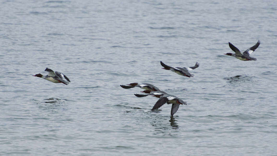 Image of Common Merganser