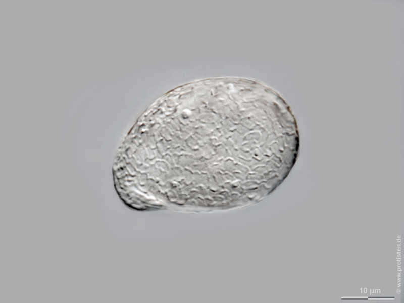 Image of Corythion dubium