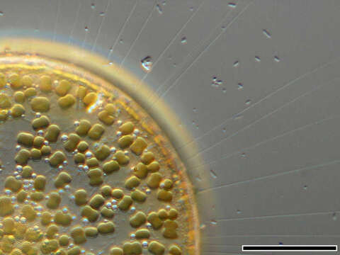 Image of Diatom