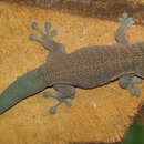 Image of Standing's Day Gecko