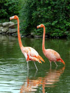 Imagem de Phoenicopterus ruber Linnaeus 1758