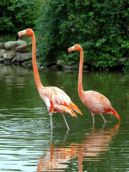 Image of American Flamingo