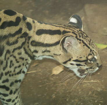 Image of Ocelot